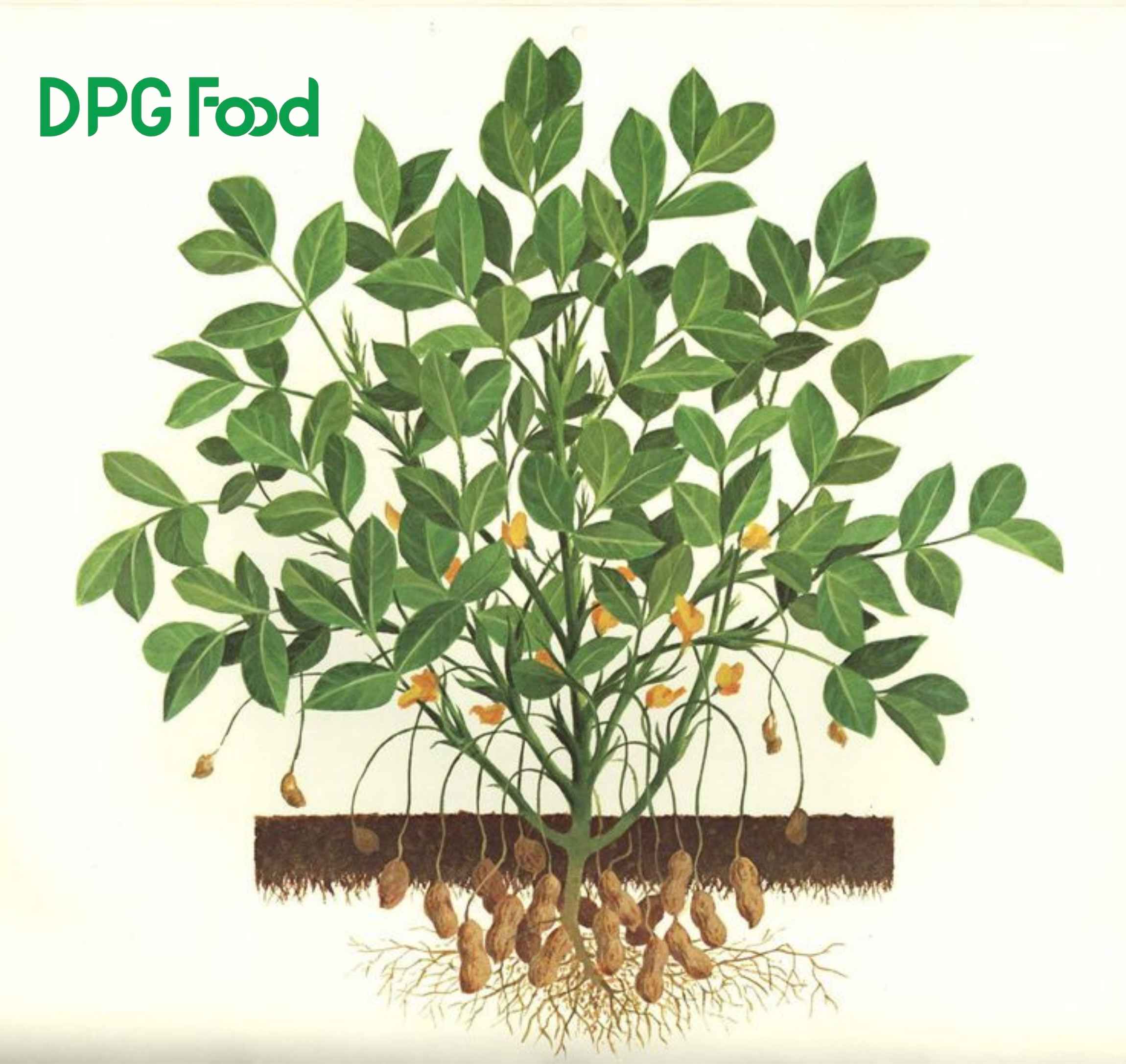 Đậu phộng Ấn Độ giàu dinh dưỡng – Hạt đậu chắc, vị bùi thơm tự nhiên