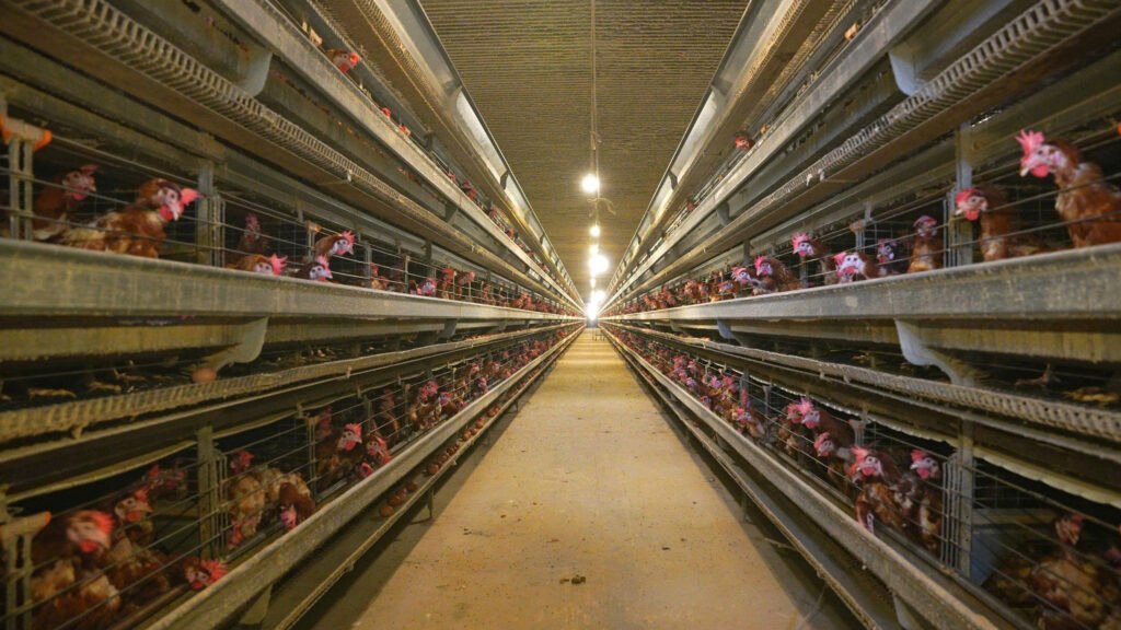 ស៊ុតមាន់អ៊ីយ៉ូត Tân Hợp: អាថ៌កំបាំងនៃការបន្ថែមអ៊ីយ៉ូតប្រកបដោយនិរន្តរភាព កសាងបញ្ញា និងសុខភាពជាតិវៀតណាម 2025