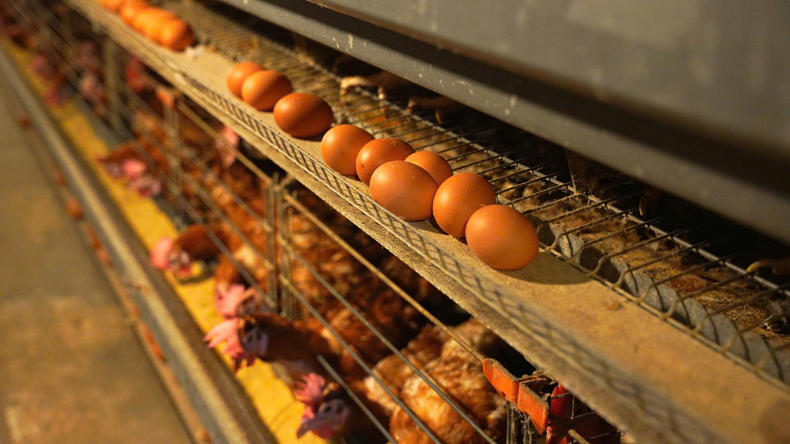 ស៊ុតមាន់អ៊ីយ៉ូត Tân Hợp: អាថ៌កំបាំងនៃការបន្ថែមអ៊ីយ៉ូតប្រកបដោយនិរន្តរភាព កសាងបញ្ញា និងសុខភាពជាតិវៀតណាម 2025